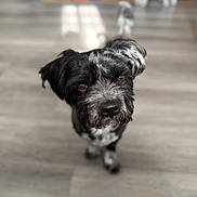 Moon is registered to the contest to win money with this photo: dog, pet, indoor, floor, curious, black, gray, brown_eyes, close_up, blurry_background, playmat, furniture, canine, animal, portrait, domestic, looking_up, cute, companion, house