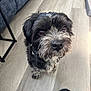 Moon joined the competition — help win amazing prizes! dog, black_dog, scruffy, floor, wood_floor, indoor, pet, canine, furry, looking_up, brown_eyes, ears, snout, person, slippers, couch, home, cozy, natural_light, closeup