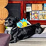 dog, black_dog, pet_bed, wooden_cabinet, collectible_figures, toys, flooring, wicker_chair, indoor, furniture, laying_down, looking_away, domestic_animal, household, colorful, relaxed, dog_collar, pet, playful, cozy