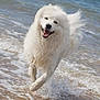 dog, white, fluffy, running, beach, water, waves, happy, outdoor, animal, canine, smiling, motion, fun, summer, nature, pet, playful, fur, sea