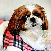 Roxie joined the competition — help win amazing prizes! dog, small_dog, plaid_scarf, brown_and_white, cute, pet, fur, animal, portrait, indoor, cozy, looking, expression, ears, nose, whiskers, closeup, friendly, domestic, companion