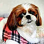 dog, small_dog, plaid_scarf, brown_and_white, cute, pet, fur, animal, portrait, indoor, cozy, looking, expression, ears, nose, whiskers, closeup, friendly, domestic, companion