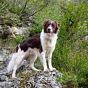 Tao a rejoint le concours — aidez-le/la à gagner de superbes lots ! dog, canine, brown_and_white, standing, outdoors, forest, woodland, nature, rocky_terrain, rocks, greenery, trees, bushes, moss, long_fur, floppy_ears, open_mouth, tongue, happy, portrait