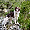 dog, canine, brown_and_white, standing, outdoors, forest, woodland, nature, rocky_terrain, rocks, greenery, trees, bushes, moss, long_fur, floppy_ears, open_mouth, tongue, happy, portrait