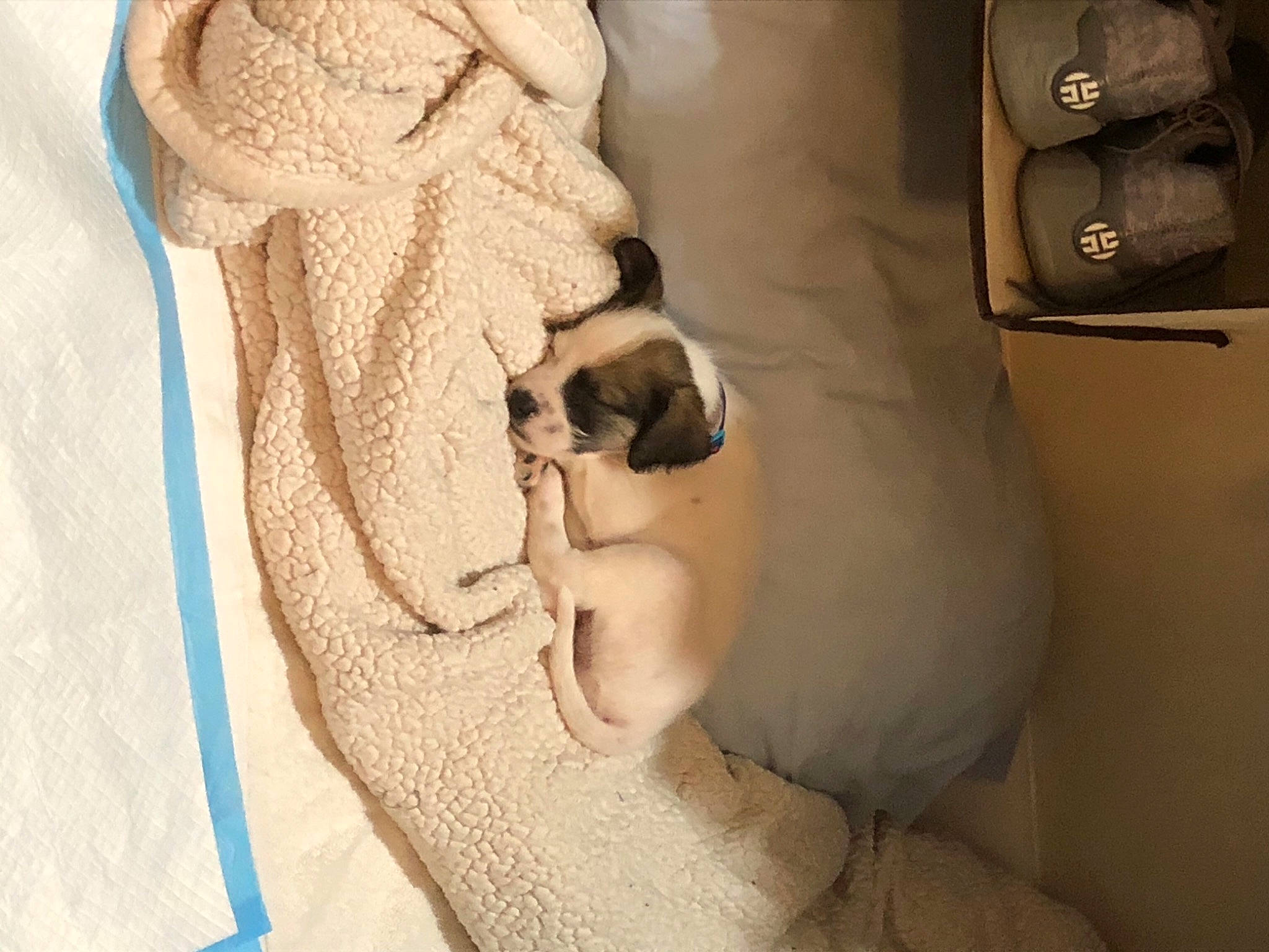 Milo joined the competition — help win amazing prizes! ear, eye, eyelash, fawn, fur, glasses, human, linens, photography, room, shoulder, skin, textile