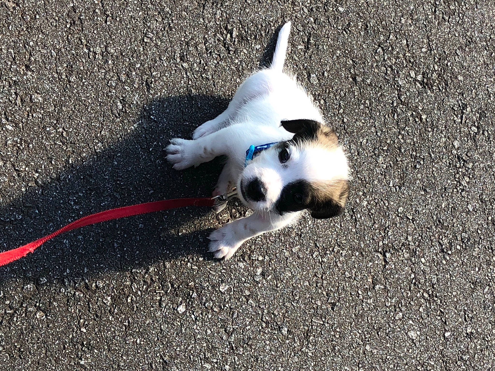 Milo joined the competition — help win amazing prizes! canidae, carnivore, companion_dog, danish_swedish_farmdog, dog, dog_breed, jack_russell_terrier, leash, parson_russell_terrier, paw, puppy, sporting_group, tail, terrier