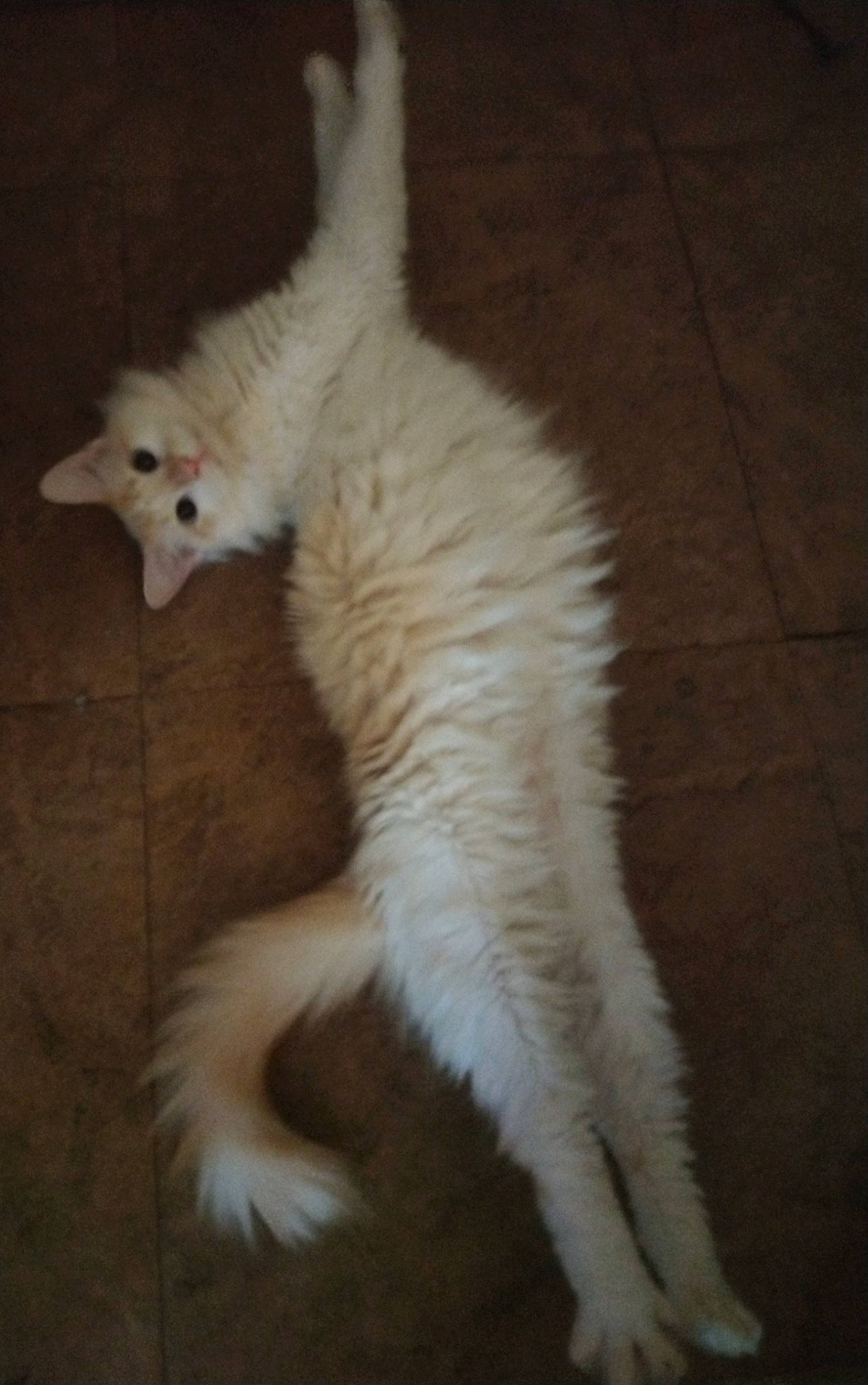 Rasmussen Thaddeus Miller is registered to the contest to win money with this photo: canidae, carnivore, cat, claw, companion_dog, dog_breed, felidae, flooring, foot, fur, hardwood, laperm, paw, small_to_medium_sized_cats, tail, terrestrial_animal, whiskers, wood