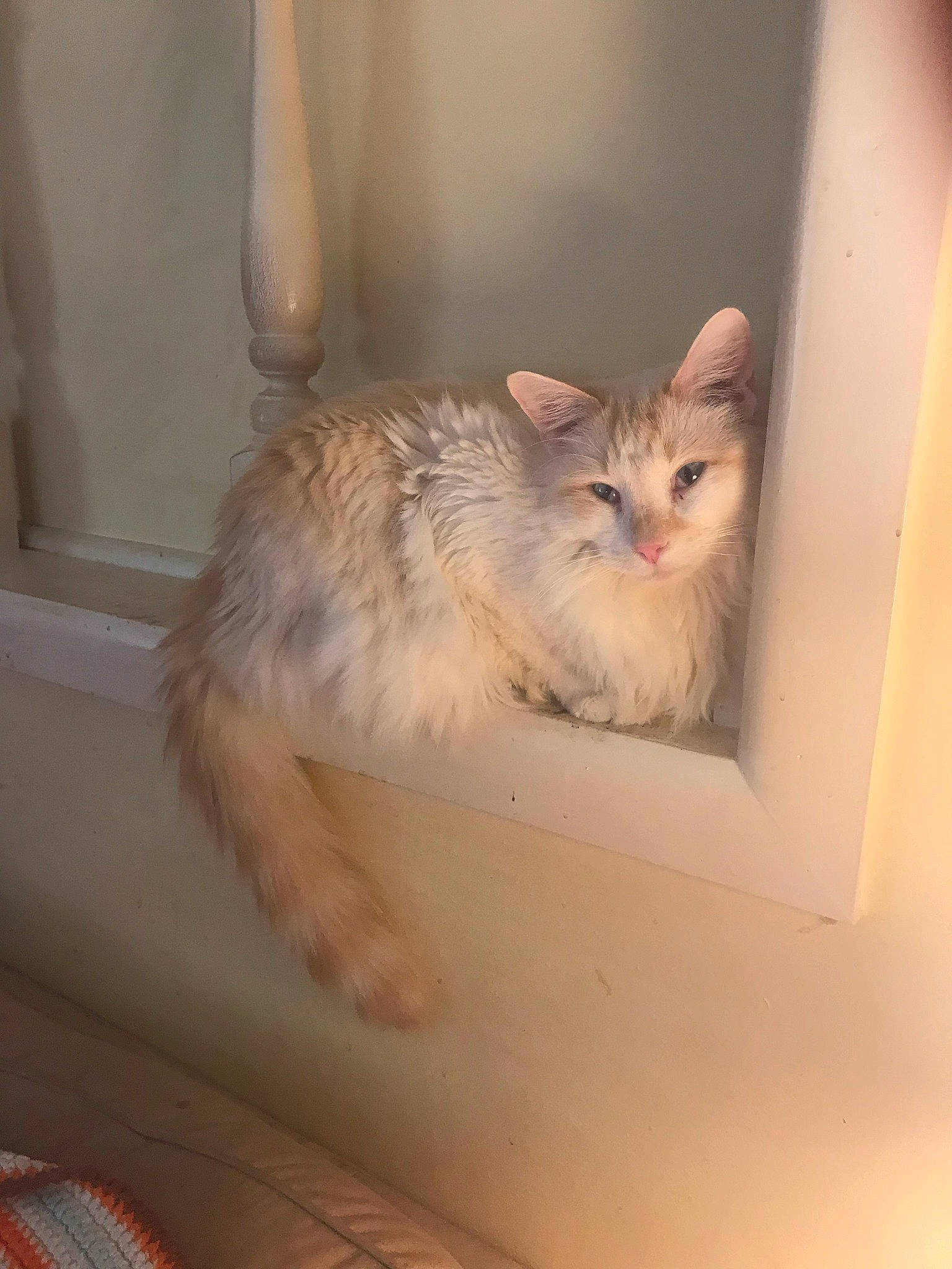 Rasmussen Thaddeus Miller