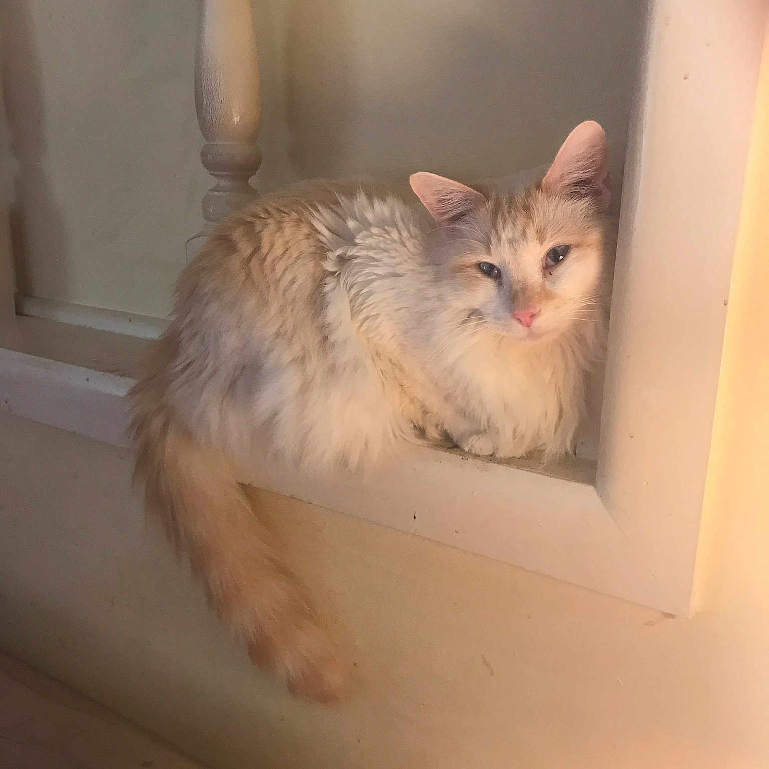 Rasmussen Thaddeus Miller