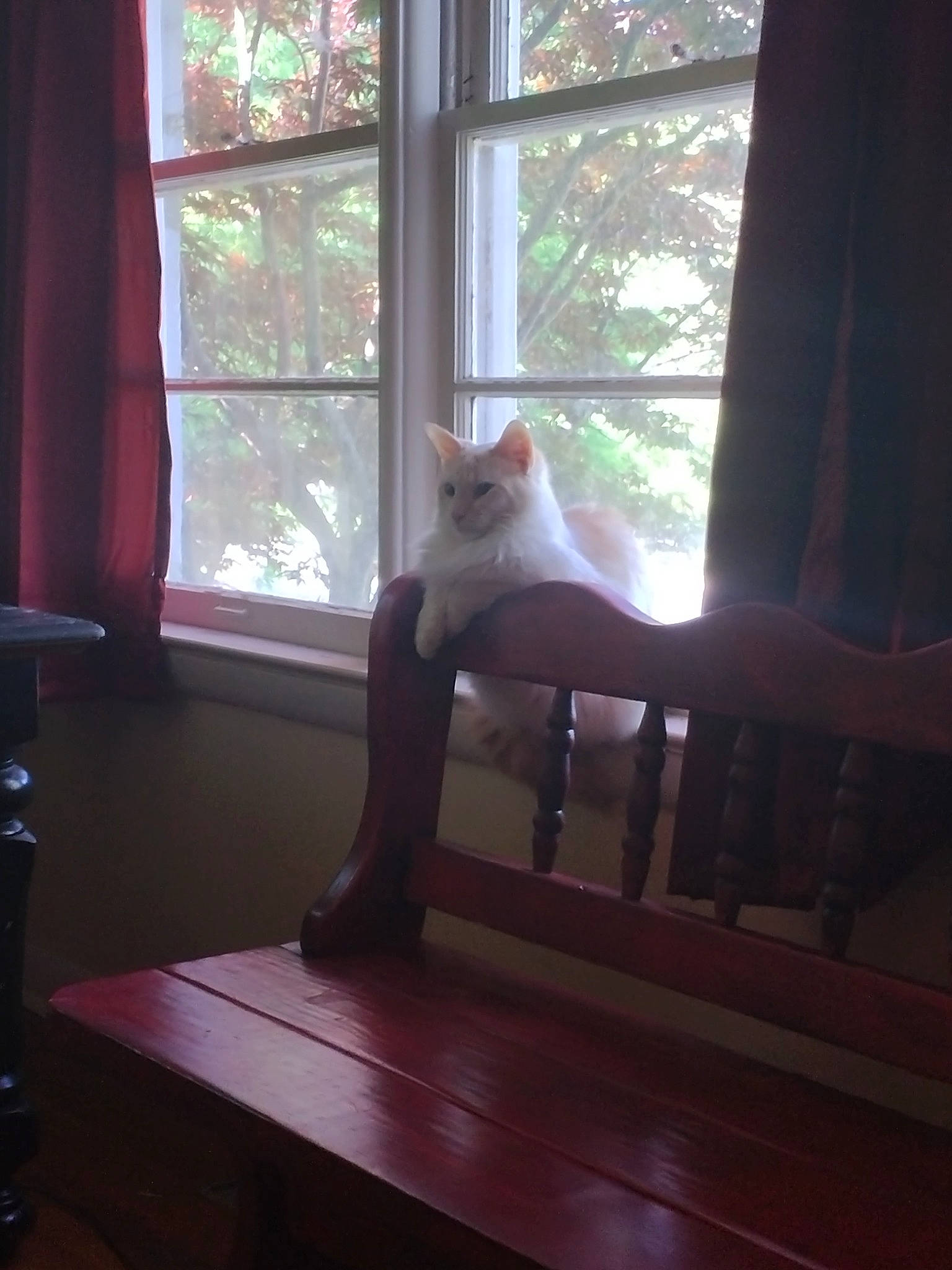 Rasmussen Thaddeus Miller is registered to the contest to win money with this photo: carnivore, cat, comfort, curtain, felidae, fixture, hardwood, interior_design, mammal, plant, shade, small_to_medium_sized_cats, sunlight, textile, tints_and_shades, tree, vertebrate, whiskers, window, wood