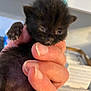 kitten, black_cat, baby_animal, hand, fingers, claws, fur, cute, pet, indoor, closeup, sleepy, small, animal, mammal, young, domestic_animal, feline, person, holding