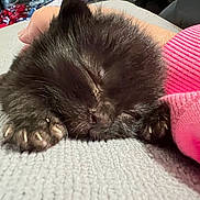 Floki joined the competition — help win amazing prizes! kitten, black_cat, sleeping, paw, claw, hand, blanket, texture, pink_sleeve, cozy, nap, fur, cute, pet, animal, domestic, resting, close_up, soft, indoor