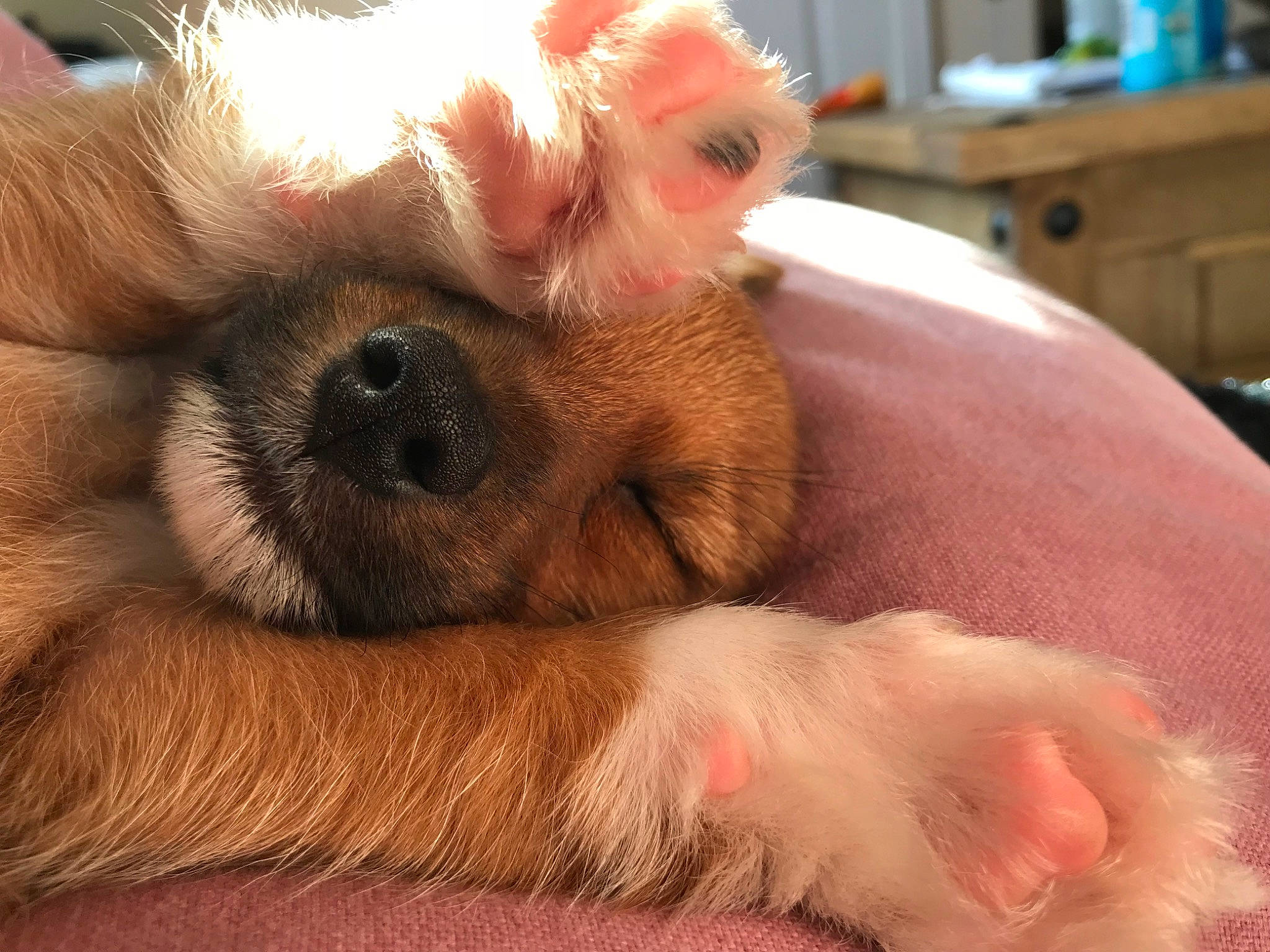 Alfie is registered to the contest to win money with this photo: canidae, carnivore, companion_dog, dog, dog_breed, ear, fawn, fur, morkie, mouth, nose, paw, puppy, puppy_love, schnoodle, shih_tzu, snout, sporting_group, toy_dog