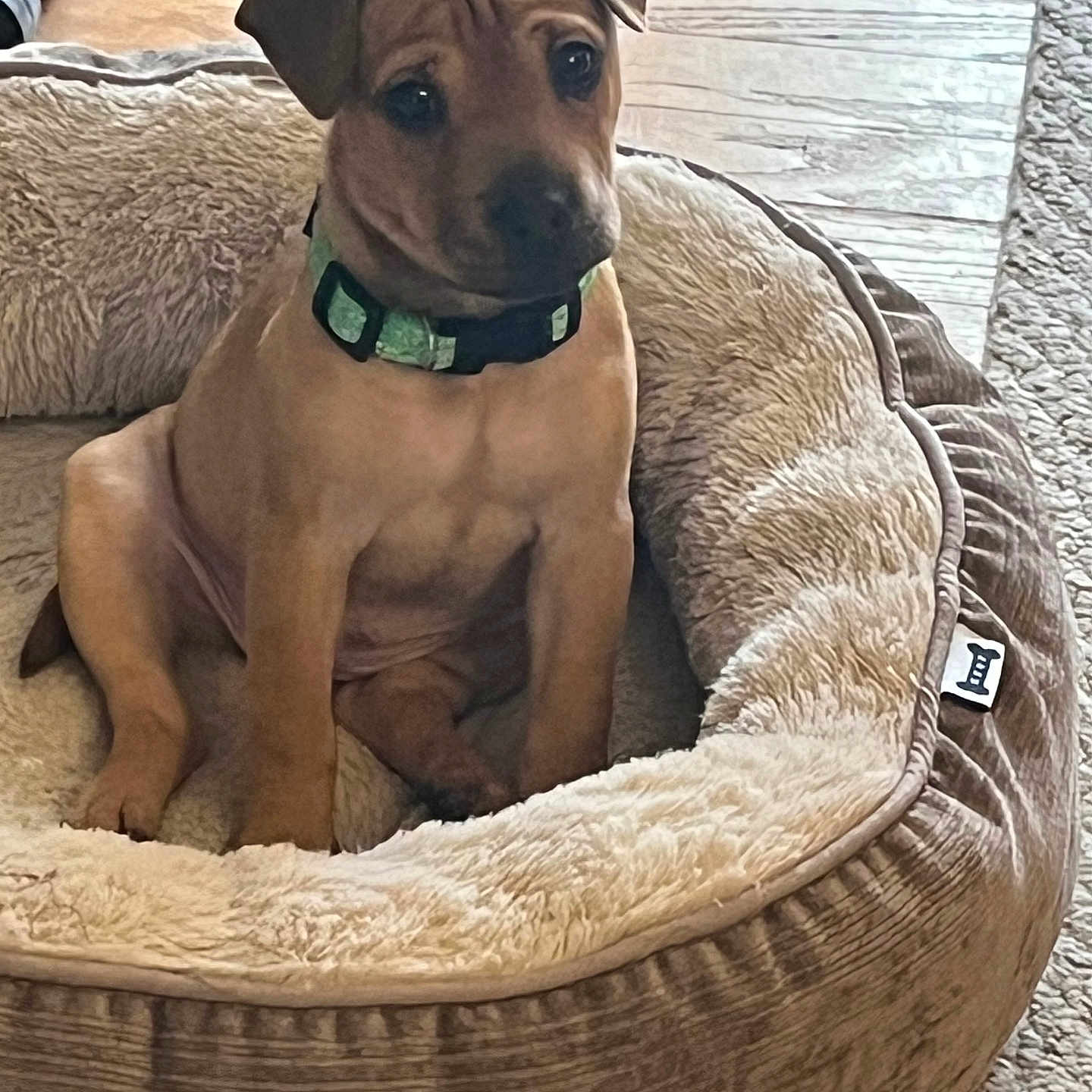 Cinnamon is registered to the contest to win money with this photo: animal, canine, cushion, dog, dogbed, furniture, homedecor, hound, pet, puppy