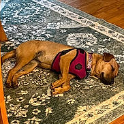 Cinna is registered to the contest to win money with this photo: animal, brown_dog, canine, collar, dog, domestic, flooring, furniture_leg, harness, indoor, nap, patterned_rug, peaceful, pet, quiet, relaxation, resting, rug, sleeping, wood_floor