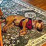 animal, brown_dog, canine, collar, dog, domestic, flooring, furniture_leg, harness, indoor, nap, patterned_rug, peaceful, pet, quiet, relaxation, resting, rug, sleeping, wood_floor