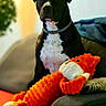 dog, black_and_white_dog, pet, portrait, sitting, indoors, couch, stuffed_animal, plush_toy, orange_toy, dragon_toy, white_chest, black_fur, collar, animal, companion, cozy, living_room, warm_lighting, playtime