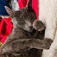 Mia a rejoint le concours — aidez-le/la à gagner de superbes lots ! cat, gray_cat, sleeping, paw, blanket, fleece, cozy, fur, pet, animal, resting, indoors, closeup, cute, soft, comfort, relaxation, nap, whiskers, ears