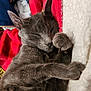 cat, gray_cat, sleeping, paw, blanket, fleece, cozy, fur, pet, animal, resting, indoors, closeup, cute, soft, comfort, relaxation, nap, whiskers, ears