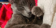 Mia participe au concours pour gagner de l'argent avec cette photo : cat, gray_cat, sleeping, cozy, blanket, red_blanket, white_blanket, furry, pet, domestic_cat, animal, resting, paw, fur, indoors, cute, relaxed, soft_texture, close_up, comfortable