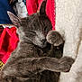 cat, gray_cat, sleeping, cozy, blanket, red_blanket, white_blanket, furry, pet, domestic_cat, animal, resting, paw, fur, indoors, cute, relaxed, soft_texture, close_up, comfortable