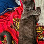 Mia participe au concours pour gagner de l'argent avec cette photo : cat, sleeping, gray_cat, blanket, red_blanket, patterned_blanket, blue_pillow, white_blanket, cozy, indoor, pet, feline, resting, curled_up, paw, fur, tail, comfort, relaxation, closeup