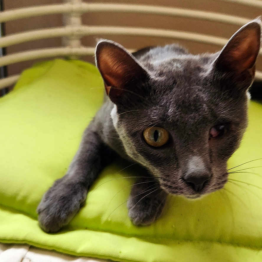 Mia a rejoint le concours — aidez-le/la à gagner de superbes lots ! animal, bed, cat, close_up, curious, cushion, domestic_animal, ears, feline, furniture, gray_cat, green_cushion, headboard, indoor, looking, mattress, one_eye, pet, resting, whiskers