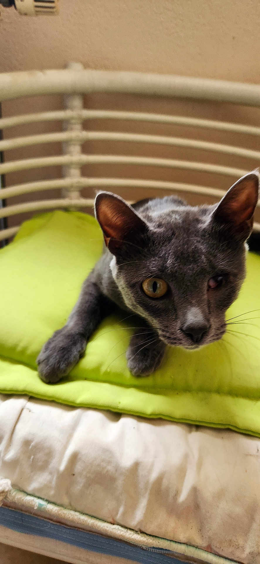 Mia a rejoint le concours — aidez-le/la à gagner de superbes lots ! cat, gray_cat, one_eye, pet, animal, cushion, green_cushion, bed, mattress, indoor, feline, resting, looking, close_up, whiskers, ears, headboard, curious, domestic_animal, furniture
