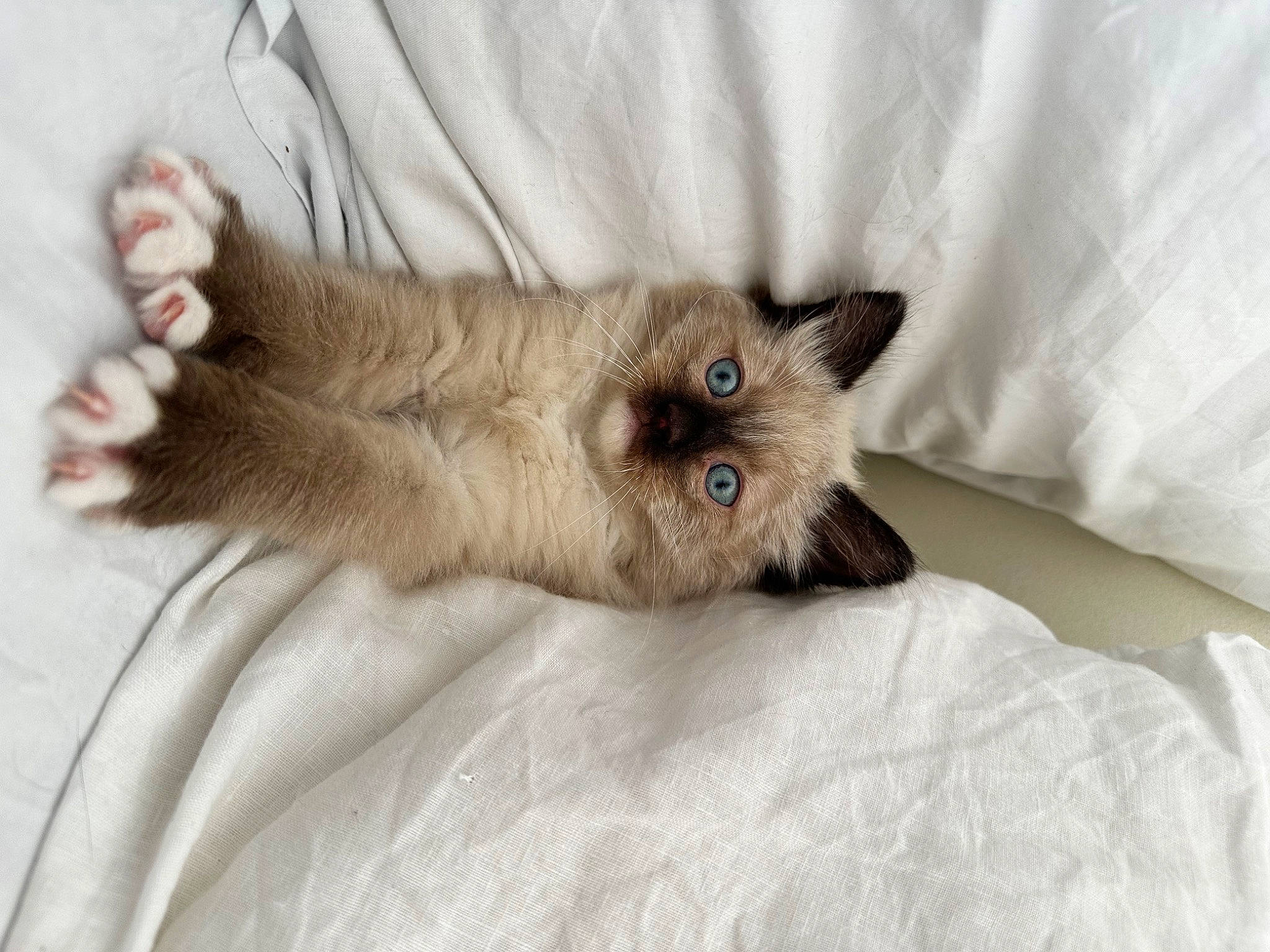 Joe is registered to the contest to win money with this photo: carnivore, cat, claw, comfort, dog_breed, fawn, felidae, fur, linens, liver, paw, small_to_medium_sized_cats, tail, terrestrial_animal, whiskers