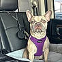 Luna is registered to the contest to win money with this photo: animal, canine, car_interior, dog, dog_harness, french_bulldog, headrest, indoor, leather_seat, pet_accessory, pet_bed, purple_harness, resting, seat, seatbelt, sitting, transportation, vehicle, window, zippered_bag