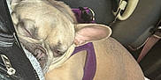 Luna joined the competition — help win amazing prizes! blanket, canine, car_seat, close_up, companion, cute, dog, domestic_animal, ears, french_bulldog, fur, indoor, leash, nap, pet, purple_harness, relaxed, resting, sleeping, snout
