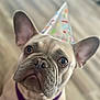 Luna joined the competition — help win amazing prizes! animal, brown_eyes, canine, celebration, close_up, curious, cute, dog, ears, festive, floor, french_bulldog, friendly, harness, indoor, party_hat, pet, portrait, snout, whiskers