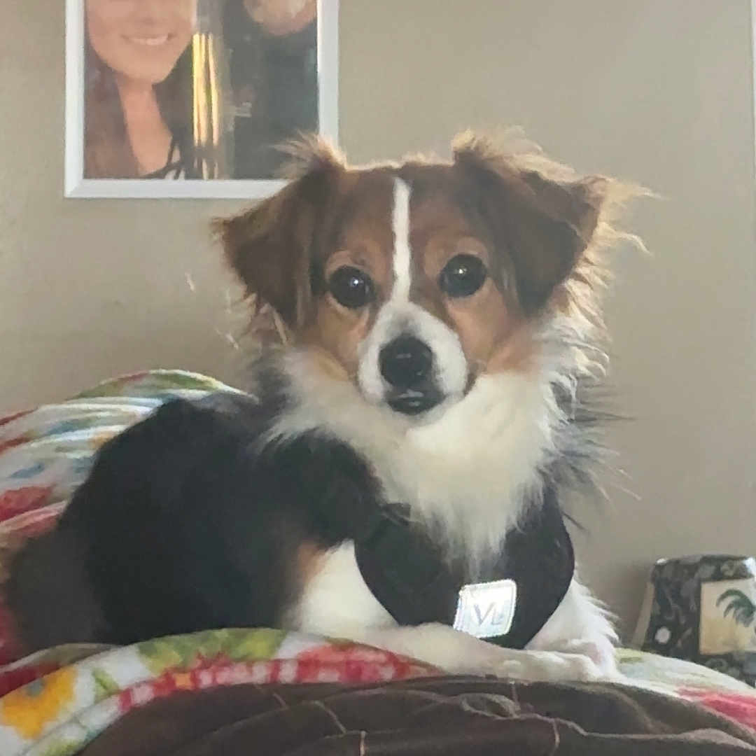 Jasper is registered to the contest to win money with this photo: adult, animal, canine, couch, cushion, dog, face, female, furniture, head, homedecor, hound, indoors, person, pet, photoframe, photography, portrait, puppy, woman