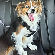Jasper is registered to the contest to win money with this photo: animal, canine, car_seat, companion, cute, dog, domestic_animal, fluffy, fur, happy, interior, leash, pet, playful, seat, smiling, tongue_out, transportation, tricolor, young_dog