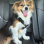 animal, canine, car_seat, companion, cute, dog, domestic_animal, fluffy, fur, happy, interior, leash, pet, playful, seat, smiling, tongue_out, transportation, tricolor, young_dog