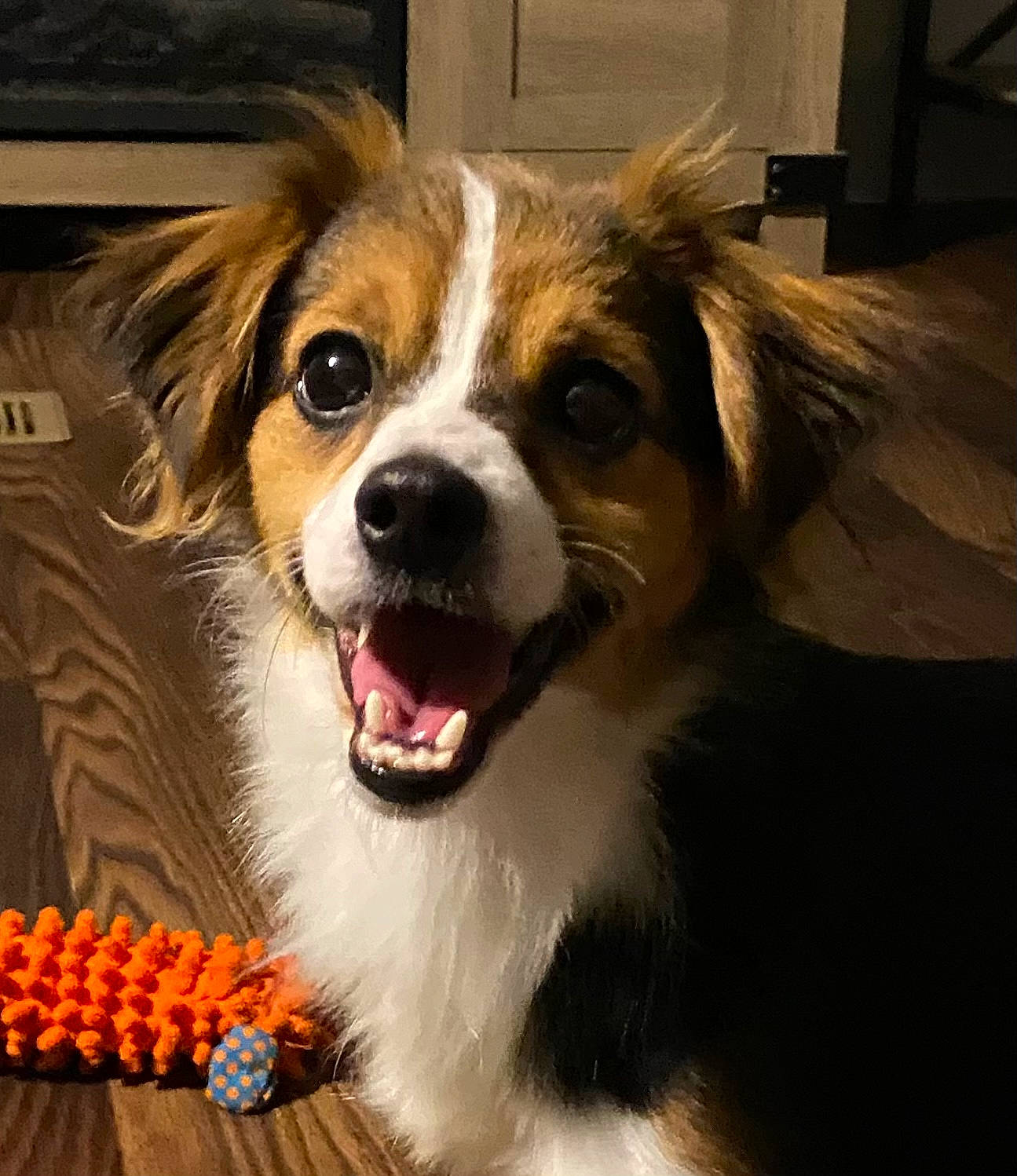 Jasper is registered to the contest to win money with this photo: ancient_dog_breeds, canidae, carnivore, companion_dog, dog, dog_breed, fawn, fur, natural_foods, plant, puppy, smile, snout, sporting_group, toy_dog, whiskers, working_dog