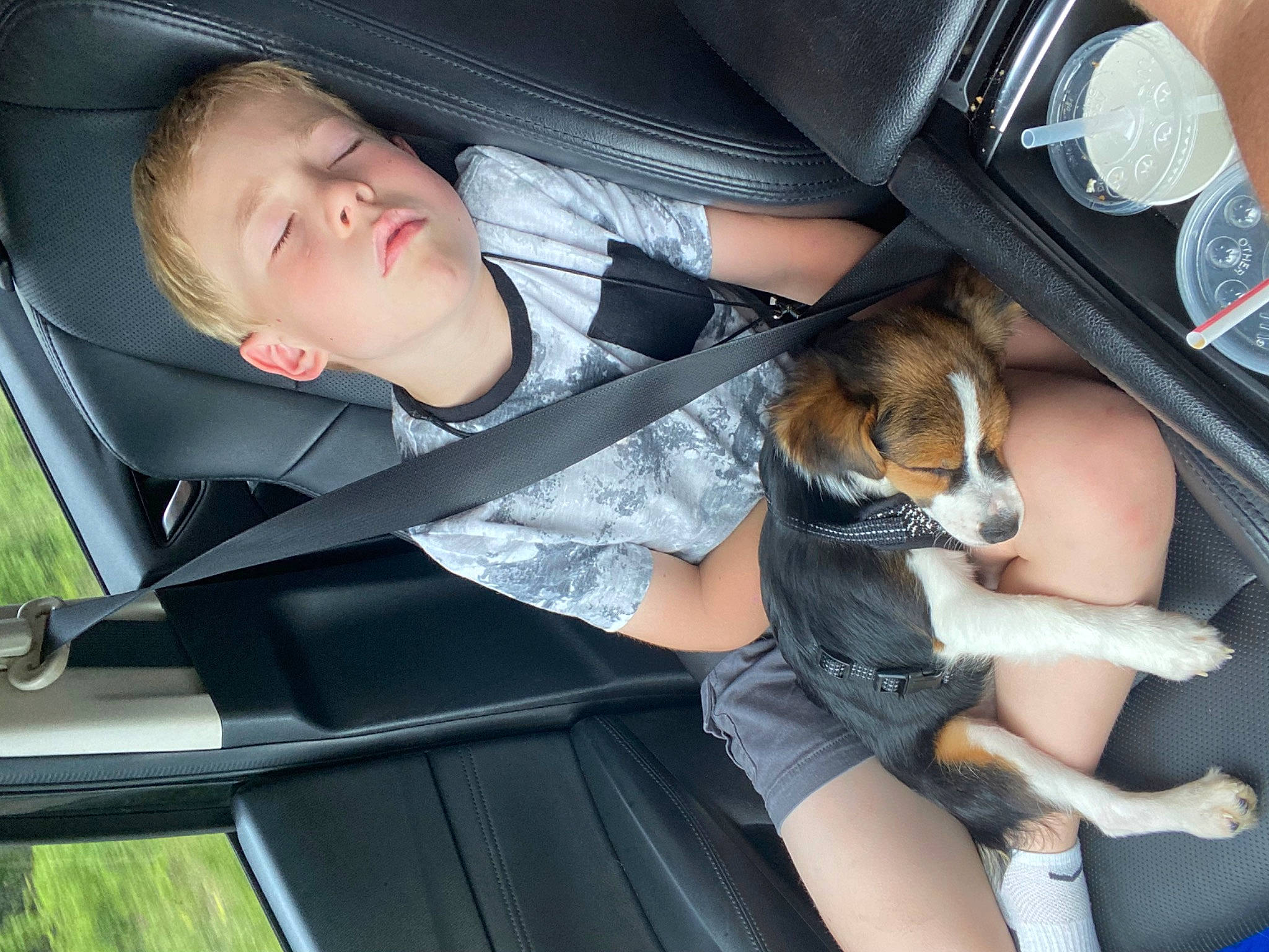 Jasper joined the competition — help win amazing prizes! auto_part, automotive_exterior, car_seat, car_seat_cover, carnivore, comfort, companion_dog, dog, eyewear, family_car, head_restraint, human_leg, lap, motor_vehicle, personal_luxury_car, seat_belt, sitting, thigh, toddler, vehicle_door