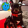 dog, black_dog, small_dog, pet, animal, portrait, sitting, bow_tie, collar, red_accessory, indoors, living_room, couch, carpet, furniture, cartoon_sticker, globe, clouds, photograph, cute