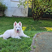 Abrisham participe au concours pour gagner de l'argent avec cette photo : animal, canine, dog, domestic_animal, fur, garden, grass, greenery, happy, nature, outdoor, pet, playful, relaxing, smiling, summer, sunlight, tree, white_dog, yard