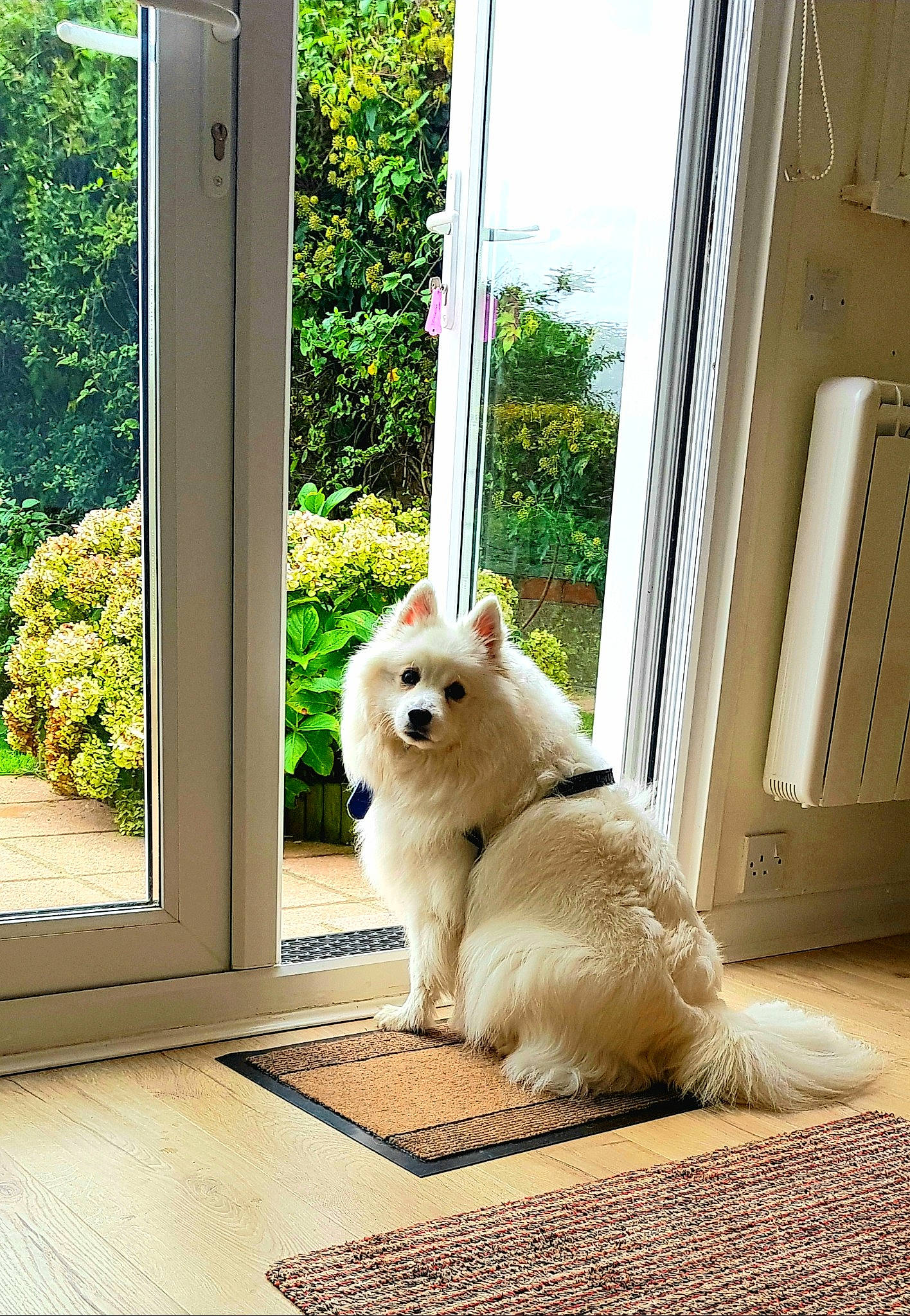 Yooki joined the competition — help win amazing prizes! carnivore, companion_dog, dog, dog_breed, door, fawn, felidae, floor, flooring, german_spitz, german_spitz_mittel, hardwood, home_door, plant, small_to_medium_sized_cats, spitz, tail, whiskers, window, wood