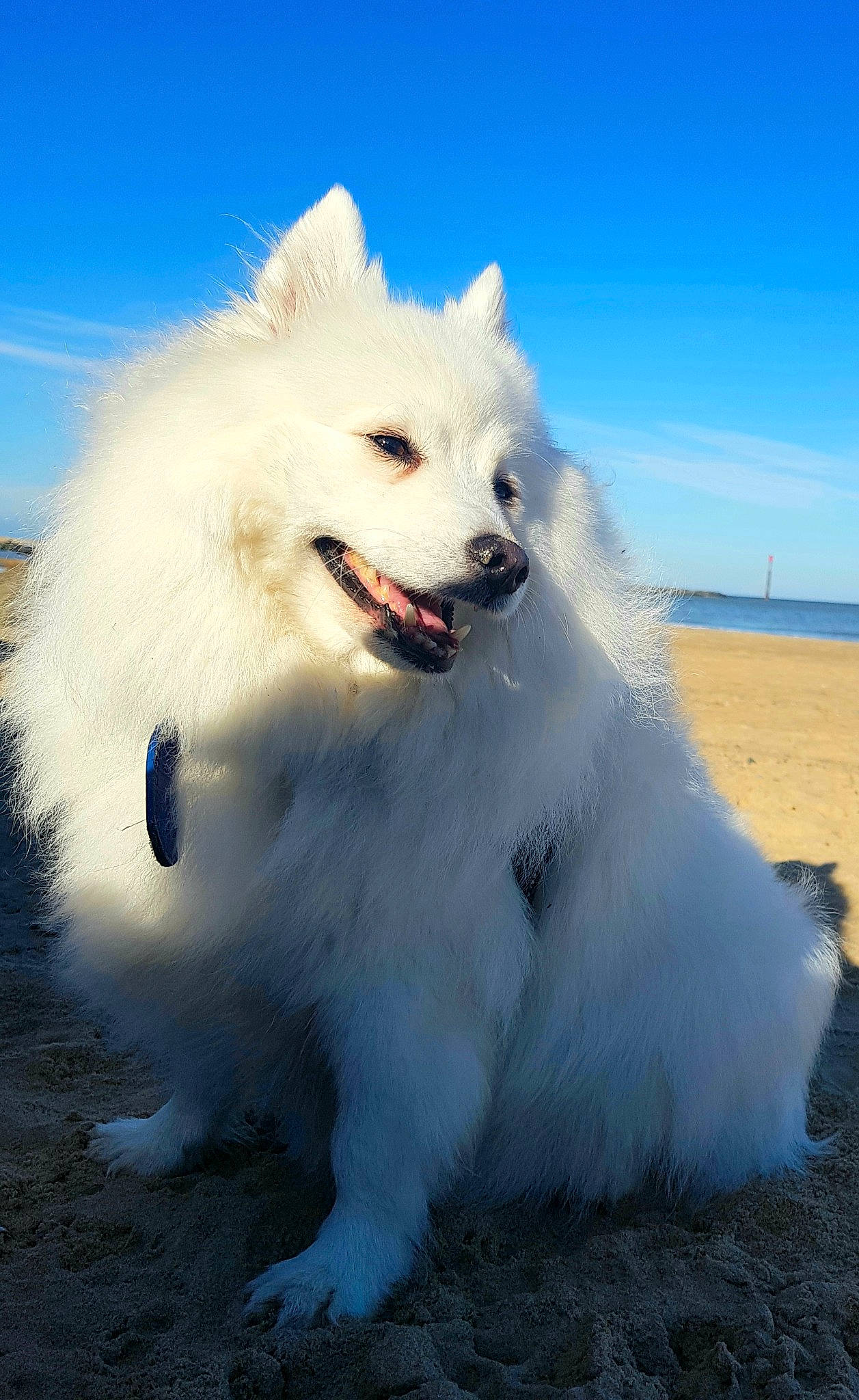 Yooki is registered to the contest to win money with this photo: canidae, carnivore, companion_dog, dog, dog_breed, fang, fur, happy, indian_spitz, japanese_spitz, non_sporting_group, ocean, samoyed, sky, snout, spitz, sporting_group, volpino_italiano, working_animal