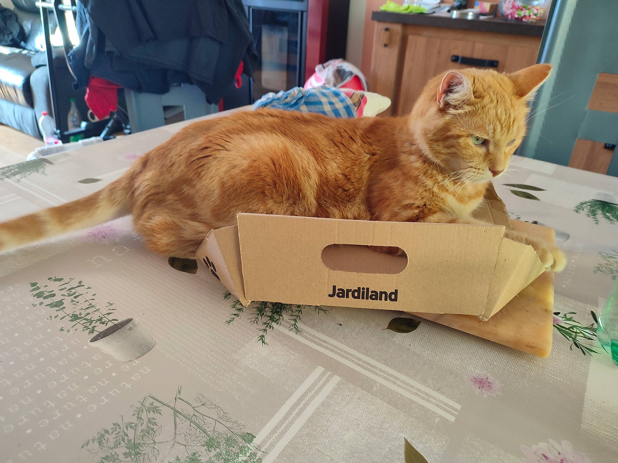 Caprice a rejoint le concours — aidez-le/la à gagner de superbes lots ! bag, baggage, cardboard, carnivore, cat, chair, claw, comfort, domestic_short_haired_cat, fawn, felidae, fur, luggage_and_bags, paw, room, small_to_medium_sized_cats, snout, tail, whiskers, wood