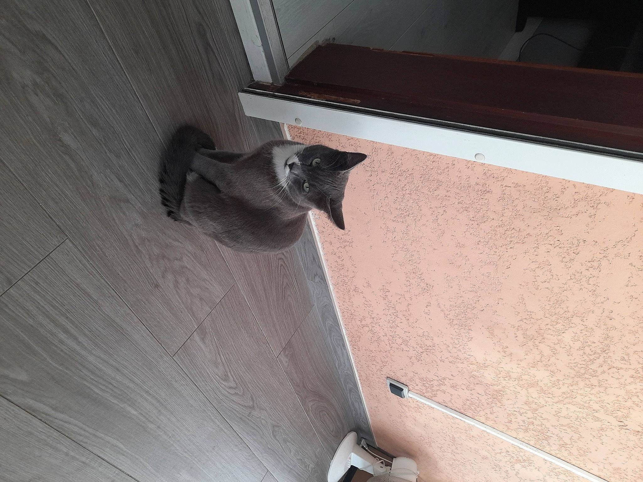 Ti Minou a rejoint le concours — aidez-le/la à gagner de superbes lots ! automotive_tire, carnivore, cat, composite_material, computer_keyboard, domestic_short_haired_cat, felidae, floor, flooring, grey, hardwood, laminate_flooring, metal, plywood, small_to_medium_sized_cats, stairs, tail, whiskers, wood, wood_flooring