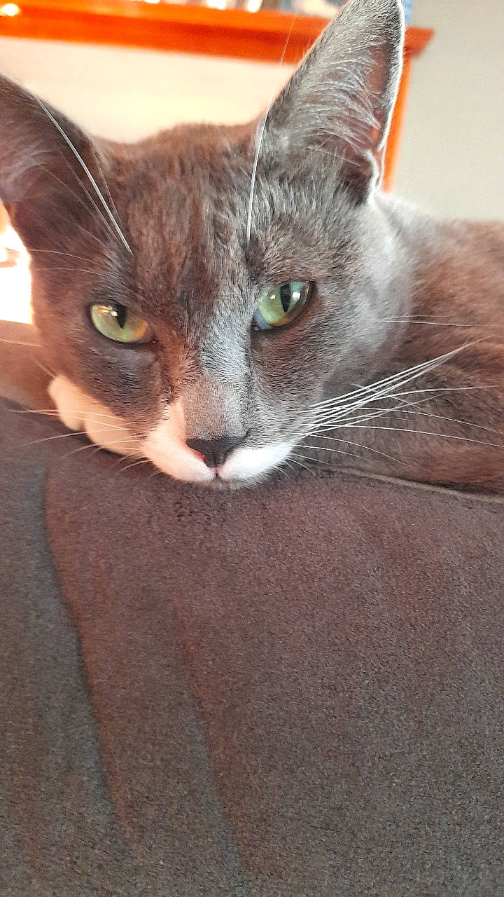 Ti Minou participe au concours pour gagner de l'argent avec cette photo : carnivore, cat, claw, comfort, domestic_short_haired_cat, ear, felidae, fur, grey, havana_brown, head, paw, small_to_medium_sized_cats, snout, terrestrial_animal, whiskers