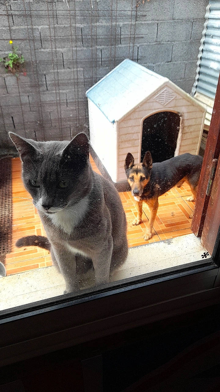 Ti Minou participe au concours pour gagner de l'argent avec cette photo : carnivore, cat, cat_supply, dog, domestic_short_haired_cat, door, felidae, fixture, flooring, grey, pet_supply, plant, rectangle, small_to_medium_sized_cats, snout, tail, whiskers, window, windshield, wood