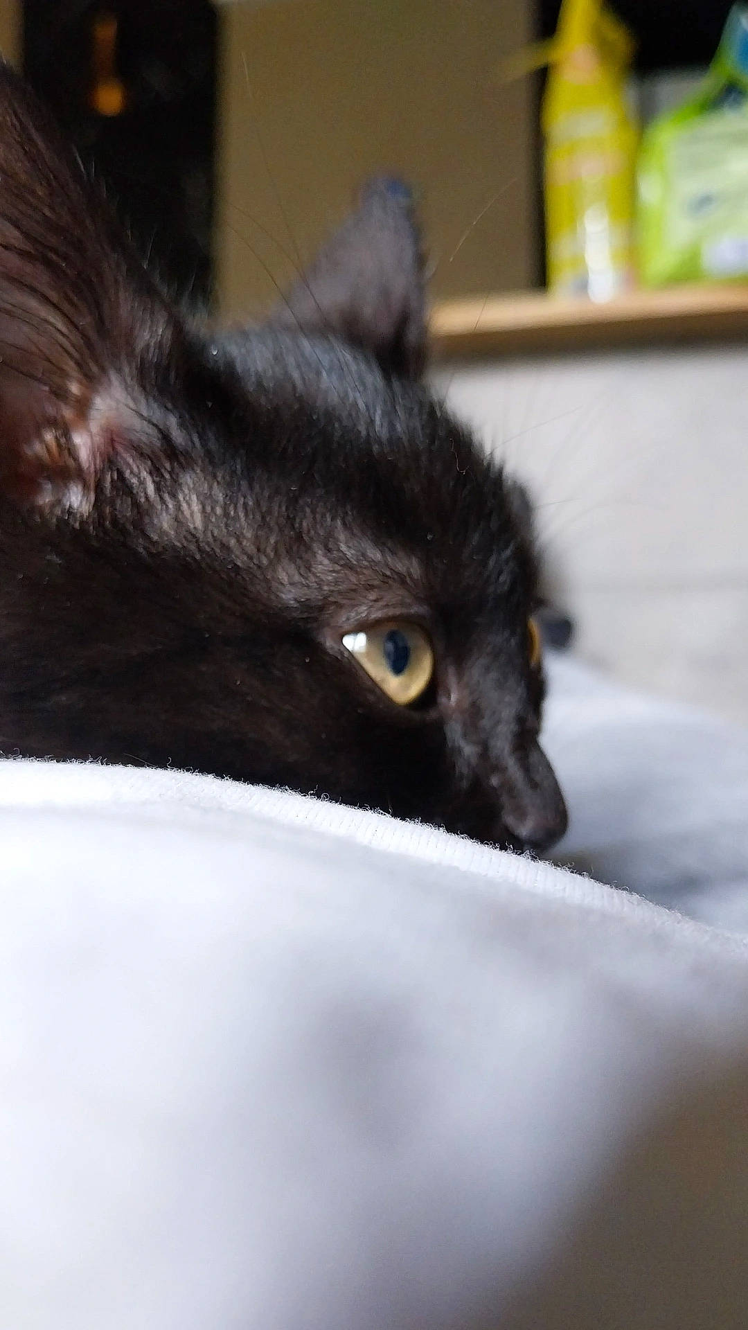 Hades a rejoint le concours — aidez-le/la à gagner de superbes lots ! black_cat, bombay, carnivore, cat, claw, domestic_short_haired_cat, felidae, fur, paw, small_to_medium_sized_cats, terrestrial_animal, whiskers