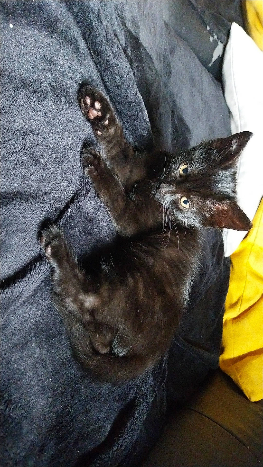 Hades participe au concours pour gagner de l'argent avec cette photo : black_cat, box, carnivore, cat, claw, comfort, domestic_short_haired_cat, felidae, foot, fur, gesture, grey, human_leg, paw, small_to_medium_sized_cats, tail, whiskers