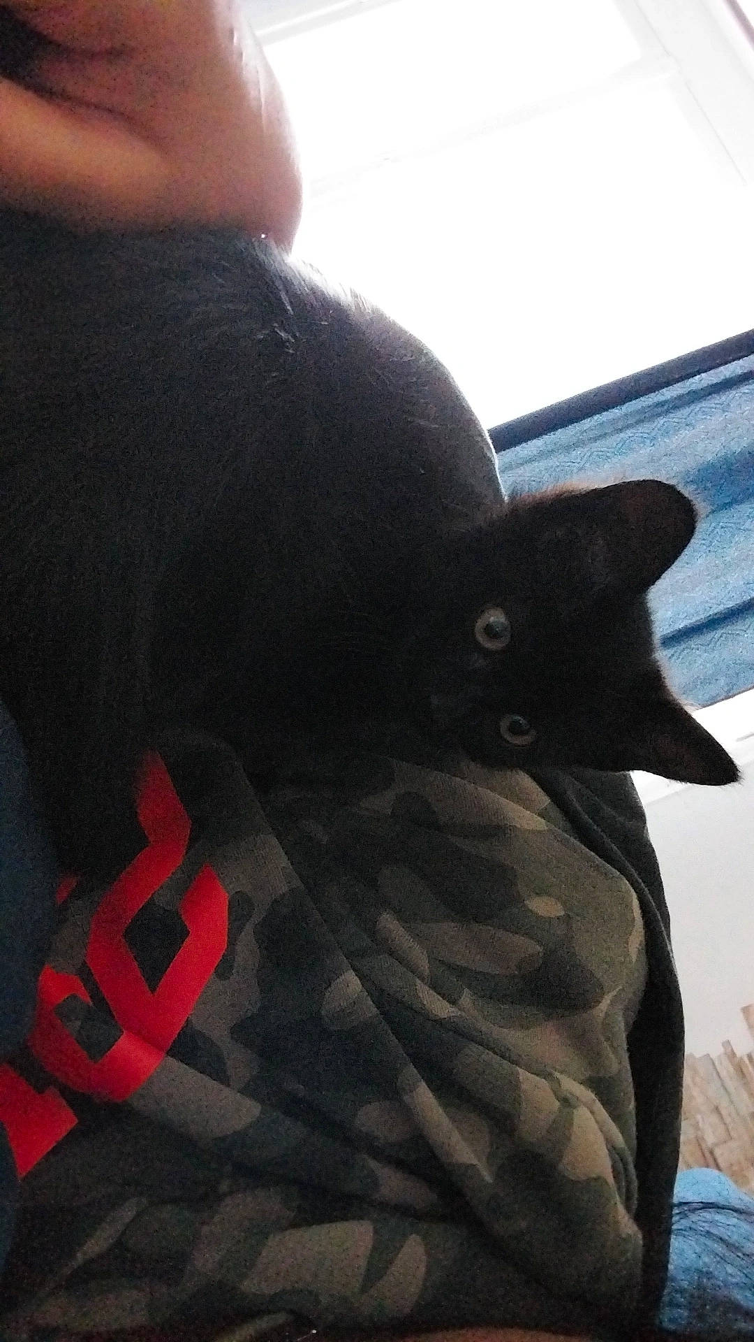 Hades participe au concours pour gagner de l'argent avec cette photo : carmine, carnivore, comfort, dog_breed, felidae, fur, human_leg, pattern, sky, snout, sporting_group, tail, terrestrial_animal, whiskers, working_animal