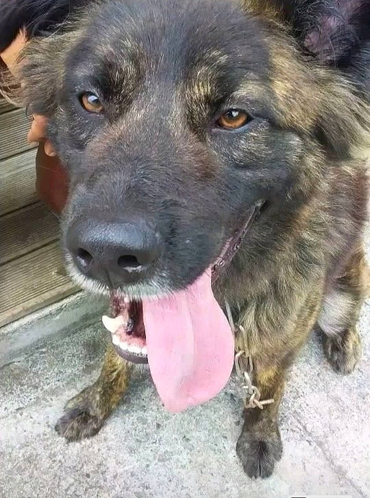 Yuki participe au concours pour gagner de l'argent avec cette photo : ancient_dog_breeds, borador, canidae, carnivore, companion_dog, dog, dog_breed, dog_collar, fur, guard_dog, retriever, snout, sporting_group, street_dog, terrestrial_animal, whiskers, working_animal, working_dog