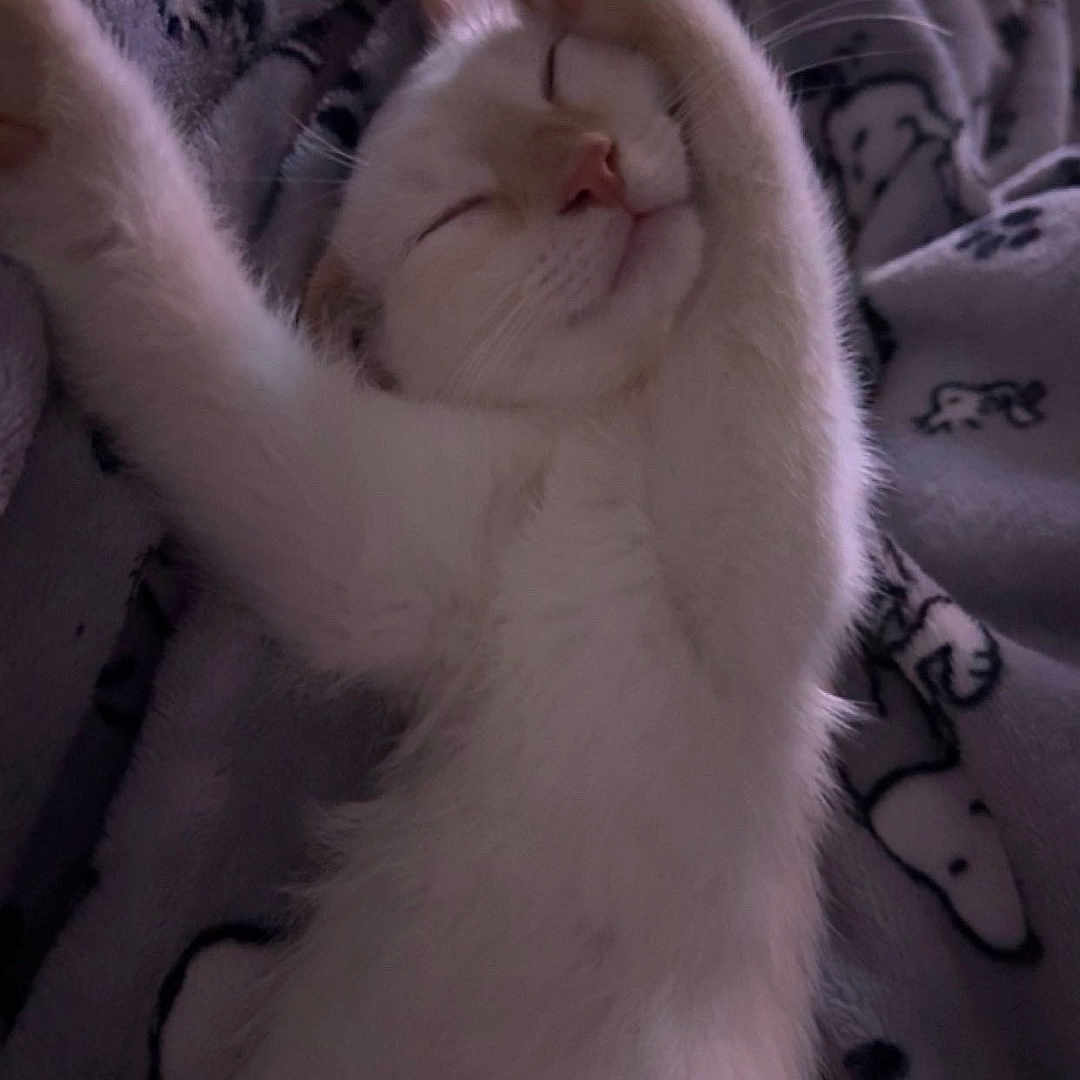 Damu joined the competition — help win amazing prizes! animal, blanket, cat, closed_eyes, cozy, cute, ears, face, feline, fluffy, indoor, paw, pet, relaxed, resting, sleeping, soft_texture, stretching, whiskers, white_cat